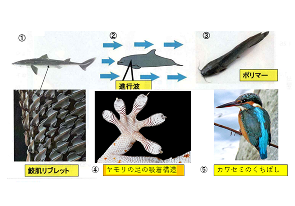 バイオミメティクスの例